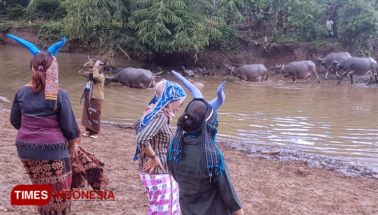 Kampung Kerbau di Ngawi sering dikunjungi wisatawan, atraksi kerbau berendam sering jadi buruan wisatawan untuk diambil gambar. (FOTO: M.Miftakul/TIMES Indonesia)