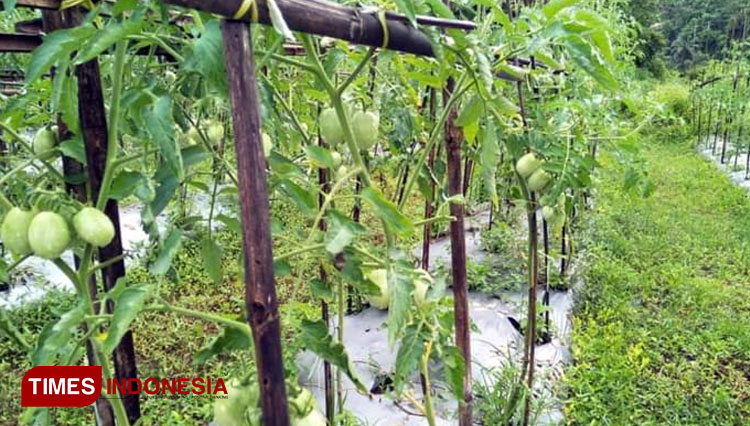 Salah satu lahan pertanian sayuran milik petani di Pangandaran. (Foto: Syamsul Ma'arif/TIMES Indonesia)