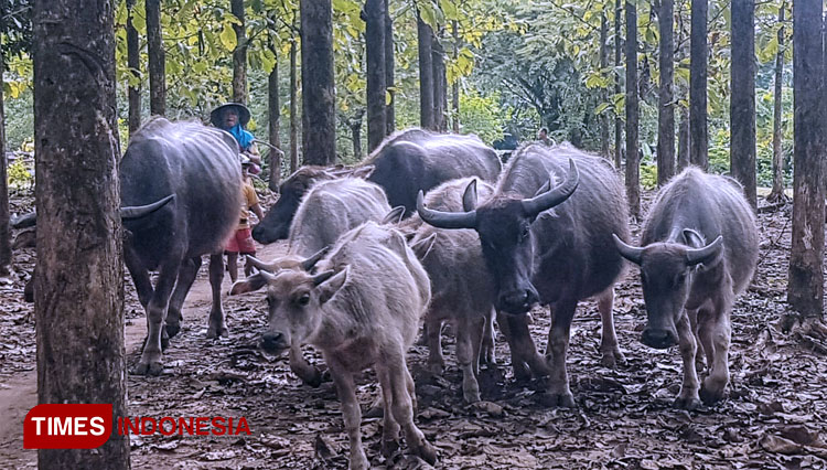 Sekumpulan-kerbau-sedang-di-gembalakan-oleh-warga-setempat.jpg