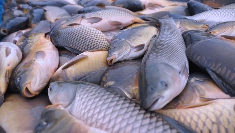 Awas! Konsumsi Ikan Hasil Potas Berisiko Bagi Kesehatan dan Merusak Lingkungan