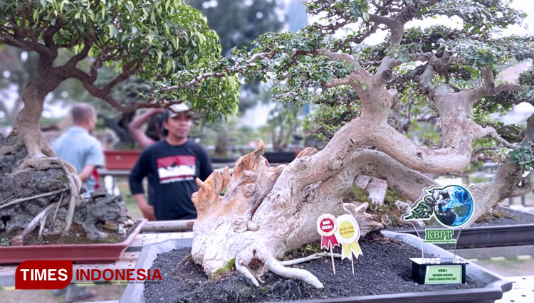 Bonsai-yang-menjadi-juara-dalam-kontes-bonsai-Probolinggo-2.jpg