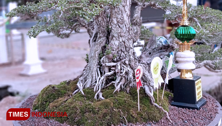 Bonsai yang menjadi juara dalam kontes bonsai Probolinggo prospek regional yang digelar PPBI di Kabupaten Probolinggo. (FOTO: Dicko W/TIMES Indonesia)