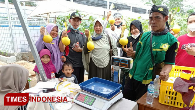 Sejumlah pembeli melon varietas golden aroma sebelum menimbang melon di acara gebyar Metik Buah Melon Sesion II d Kampung Ciwaas Kecamatan Tamansari, Kota Tasikmalaya. (FOTO: Harniwan Obech/TIMES Indonesia)