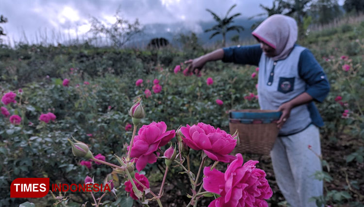 Omzet Petani Mawar di Magetan Meroket di Bulan Ramadan