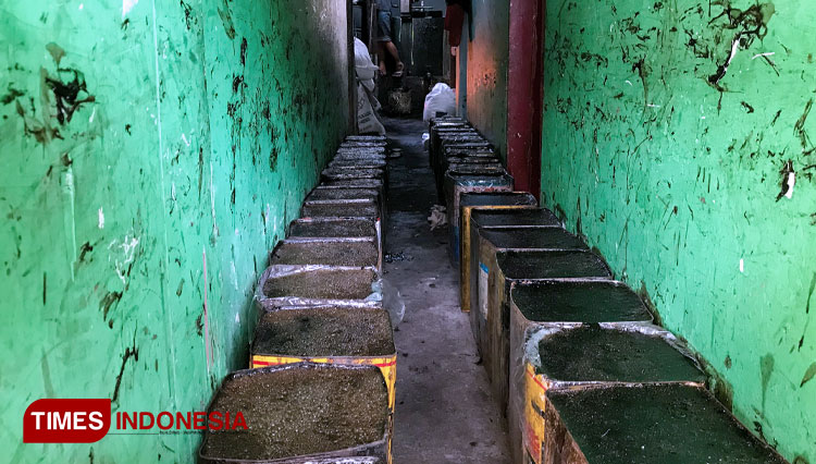 Puluhan blek (kaleng) berisikan cincau yang siap di perjual belikan. (Foto: Rizky Kurniawan Pratama/TIMES Indonesia)