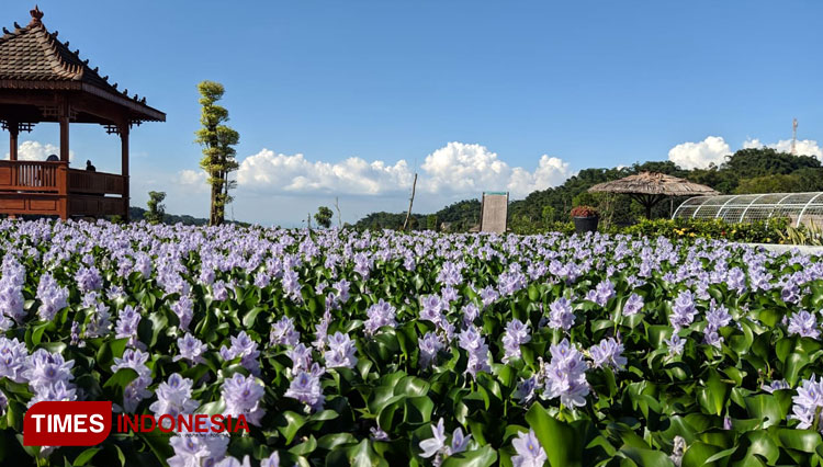 Refugia Garden Magetan will Mesmerize Your Eyes with All Blooming Flowers