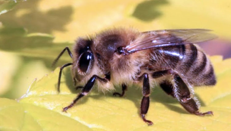 Lebah-jenis-Apis-Mellifera-yang-berasal.jpg