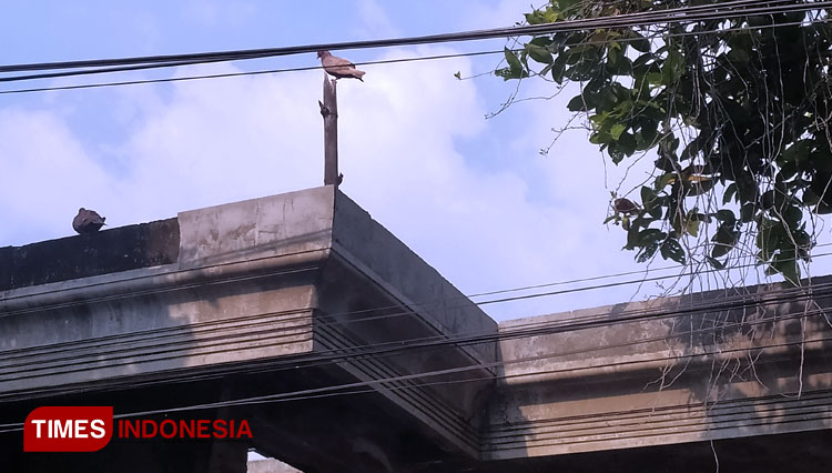 Burung merpati yang hidup bebas di Ndalem Kasepuhan Ponpes Bahrul Ulum Tambakberas, Jombang (Foto: Rohmadi/TIMES Indonesia)
