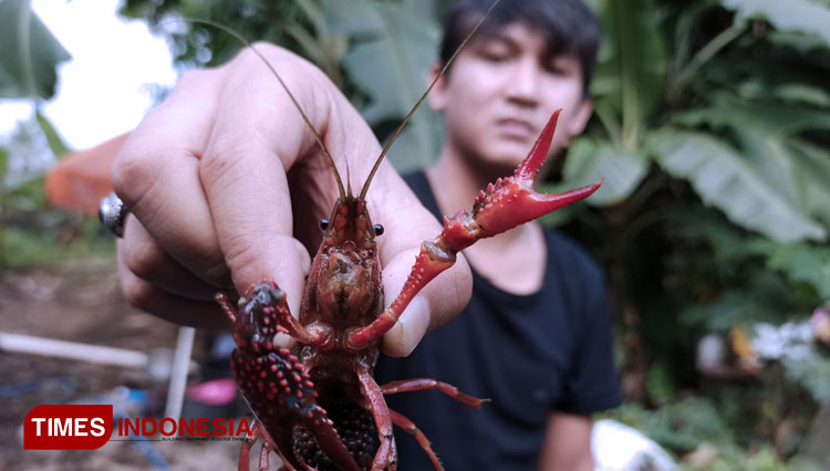 Arief Rizal, pembudidaya lobster air tawar Banyuwangi menunjukkan indukkan lobster yang bertelur. (FOTO: Agung Sedana/ TIMES Indonesia)