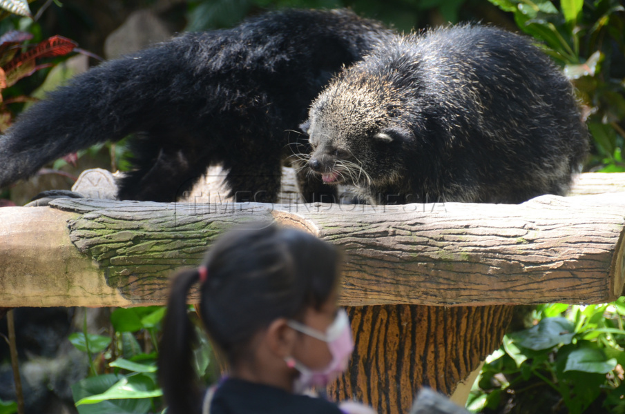 Kebun Binatang Surabaya Pilihan Berwisata di Hari Raya Idul Fitri