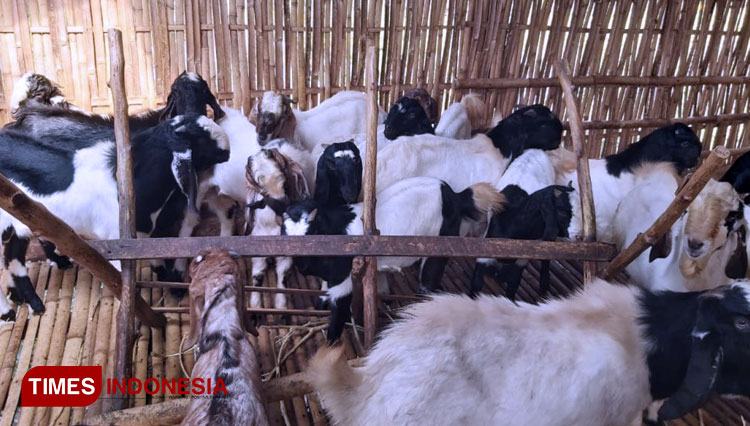 Kandang Kambing