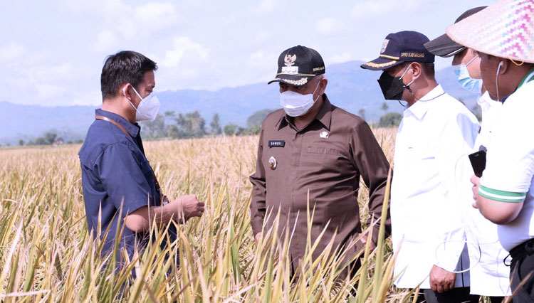 Bupati Malang Abah Sanusi ketika meninjau area padi di Desa Kanigoro. (Foto: Humas Pemkab Malang for TIMES Indonesia)