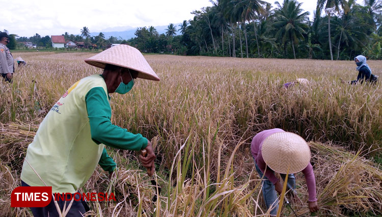 Panen padi jenis Inpari 33 di Kampung Blater Desa Pucang Kecamatan Bawang, Banjarnegara (FOTO : Muchlas Hamidi/TIMES Indonesia)