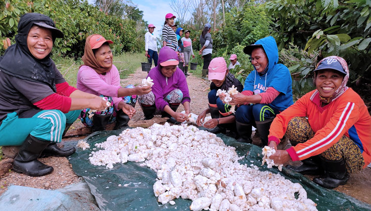 Para petani sedang memanen Kakao (Foto: Mondelez Indonesia for TIMES Indonesia)