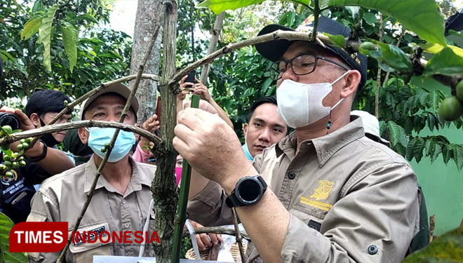 Program stek kopi yang digulirkan Pemkot Pagaralam menjadi atensi dan perhatian serius dari Walikota Pagaralam, Kak Pian (Foto : Asnadi/Times Indonesia)