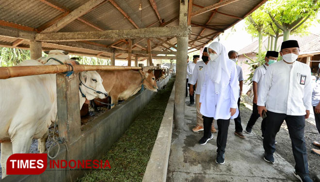 Bupati Banyuwangi Ipuk Fiestiandani Azwar Anas saat meninjau kandang sapi warga (Foto : Rizki Alfian/ TIMESIndonesia)