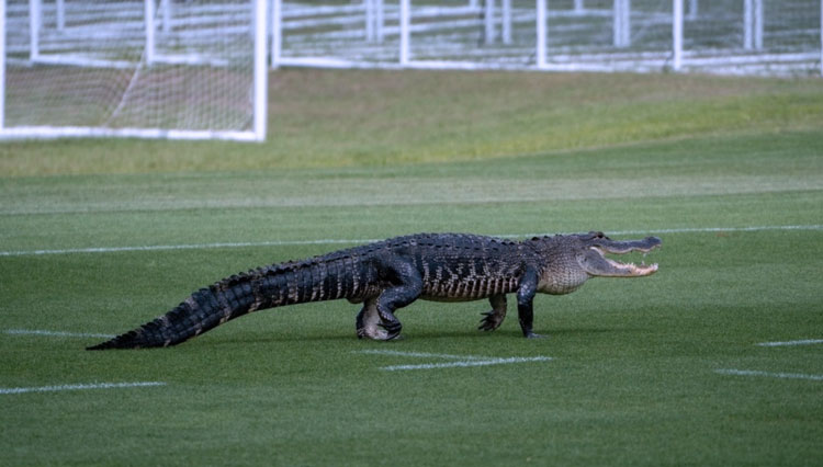 Buaya di sebuah lapangan sepakhola di Florida. (Foto: THE CANADIAN PRESS/HO-Toronto FC-Eric Giacometti)