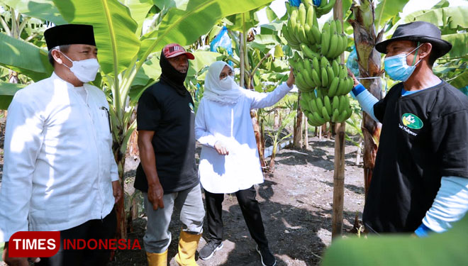 Bupati Banyuwangi Ipuk Fiestiandani Azwar Anas saat memanen pisang Cavendish. (Foto: Rizki Alfian/TIMES Indonesia)