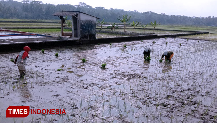 Petani di Pangandaran saat menanam padi di sawah (Foto : Syamsul Ma'arif/TIMES Indonesia)