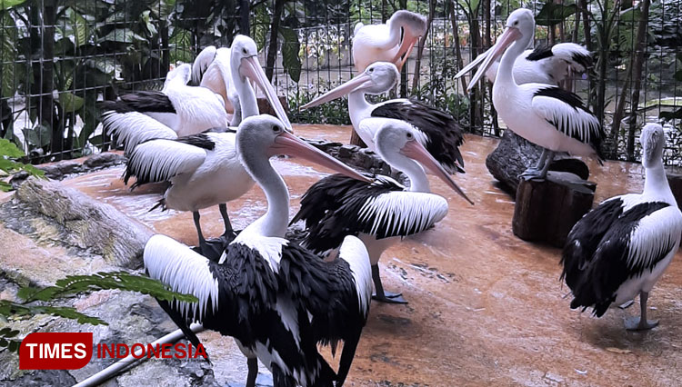 Exotic creatures you could find at Surabaya Zoo a.k.a Kebun Bintang Surabaya. (Photo : Fitria/TIMES Indonesia)