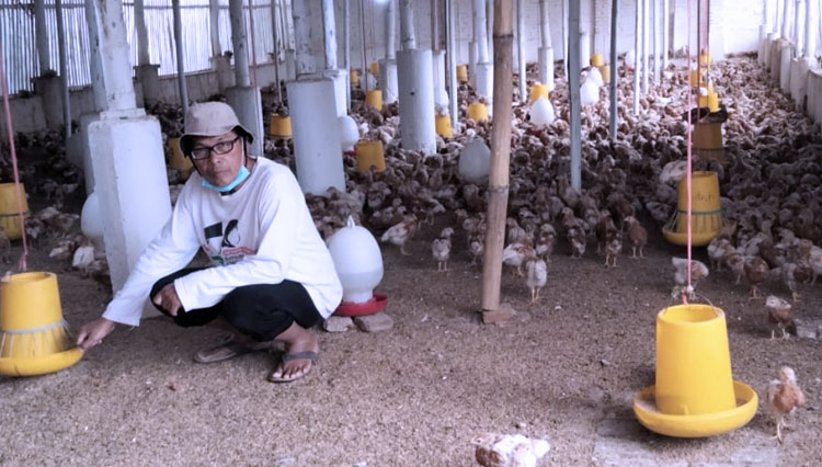 Harga Jagung Meroket, Peternak Ayam di Kabupaten Malang Terancam Gulung Tikar