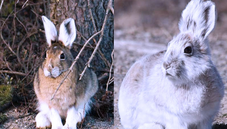 Kelinci yang sama saat musim panas vs musim dingin. (FOTO: Scott Stephens—iStock/Thinkstock; Robb Hannawacker)