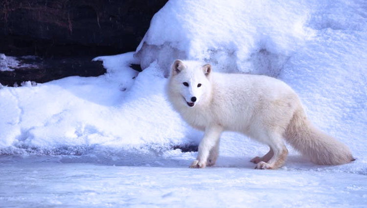 Arctic-Fox.jpg