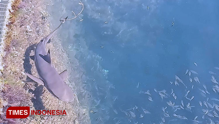 Libur Lebaran Bareng Hiu Imut di Bangsring Underwater Banyuwangi