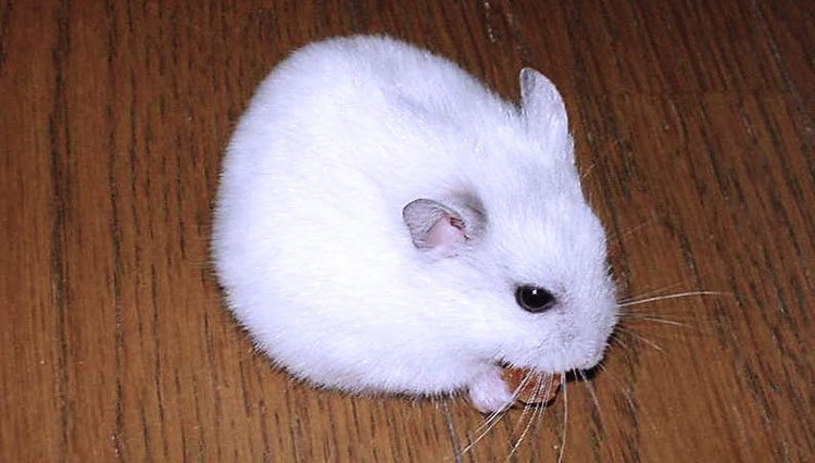 Siberian-Hamsters.jpg