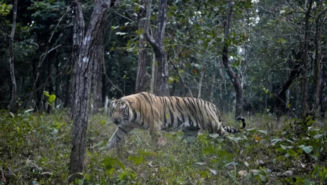 Seekor harimau Bengal berusia delapan tahun yang bersarang di kebun binatang Arunachal menyerang pekerja kebun binatang setelah gerbang tetap terbuka.(FOTO:The Independent/AFP/Getty Images)