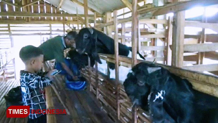 Daimatul-Mukhafadhoh-memberi-makan-kambing-etawa-peliharaannya-4.jpg