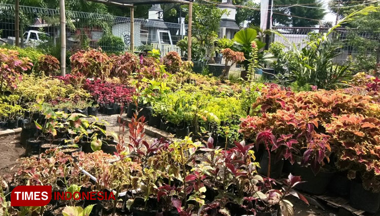 Beberapa jenis miana yang tersedia di Puspo Arum Garden Kota Probolinggo. (Foto-foto: Puspo Arum Garden for TIMES Indonesia)