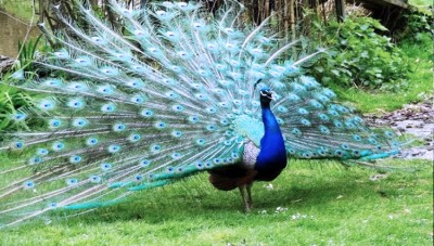 650 Gambar Burung Merak Hd Terbaru