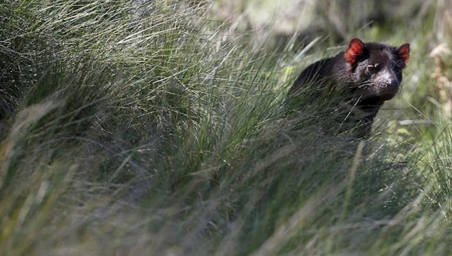 Tasmanian Devil. (Foto: REUTERS / Jason Reed)
