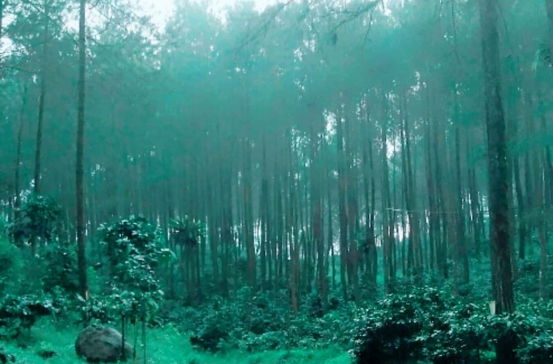 Hutan-Pinus-Jahim-3.jpg
