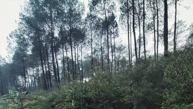 Hutan Pinus Jahim (foto: instagram @exploremajalengka)