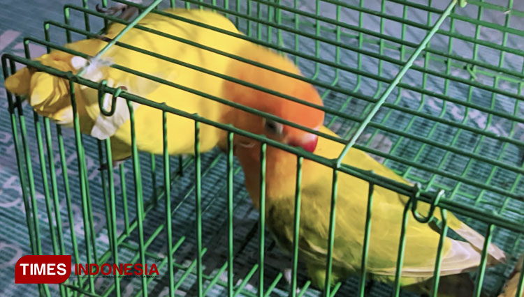 barter-sepasang-burung.jpg