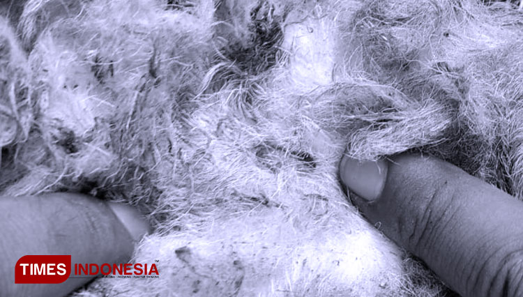 Lima Domba di Banyuwangi Mati Misterius, Ada Bekas Luka Mirip Gigitan Drakula
