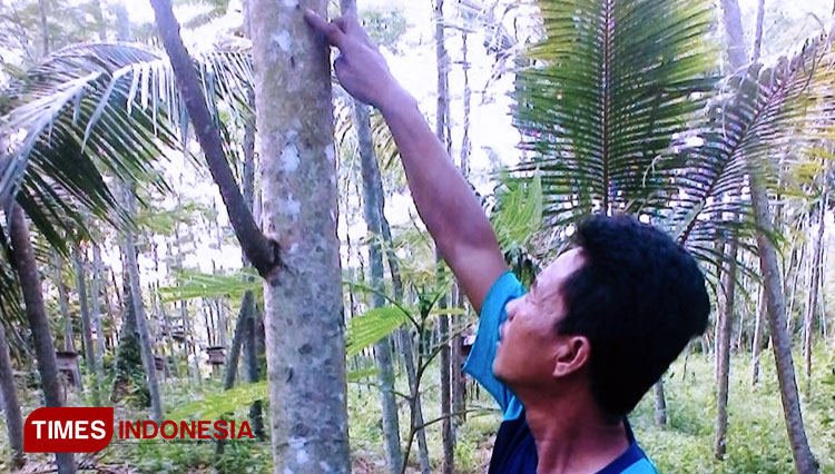 Petani albasiah 1