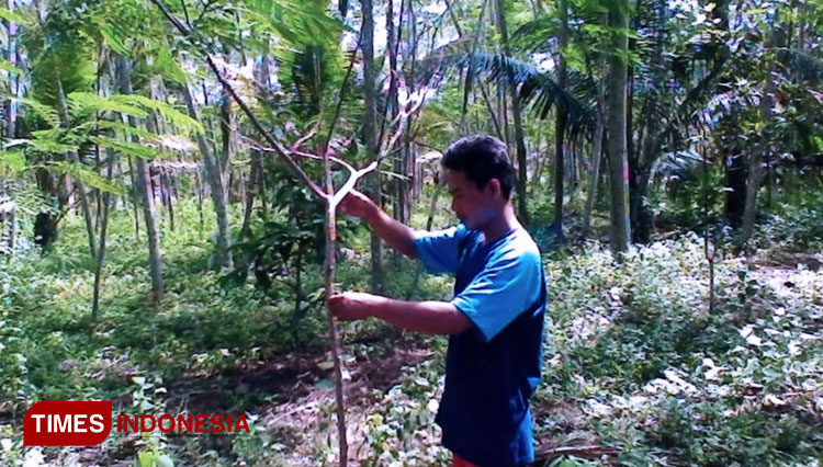 Pasokan Kayu Albasiah dari Pangandaran Menurun