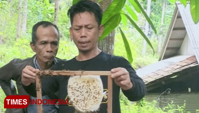 Ketua Umum Inspirator Lebah Madu Indonesia (ILMI) Debby Bustomi saat berkunjung ke pembudidaya madu di Kabupaten Pangandaran (Foto : Syamsul Ma'arif/TIMES Indonesia)