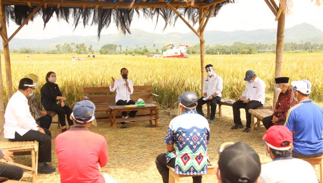 Presiden RI Jokowi saat meninjau area pertanian di Jatim. (FOTO: Kementan RI).