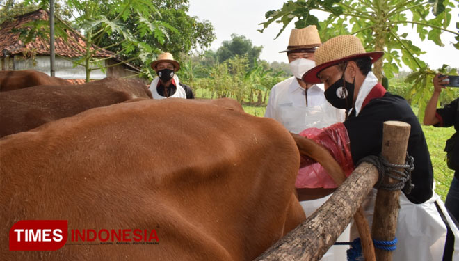 Bupati Lamongan Yuhronur Efendi memperagakan inseminasi buatan semen beku (sperma) Sapi Belgian Blue yang diberikan pada sapi peranakan jenis Limosin, Rabu (02/06/2021), Foto : Prokopim Lamongan/TIMES Indonesia).  