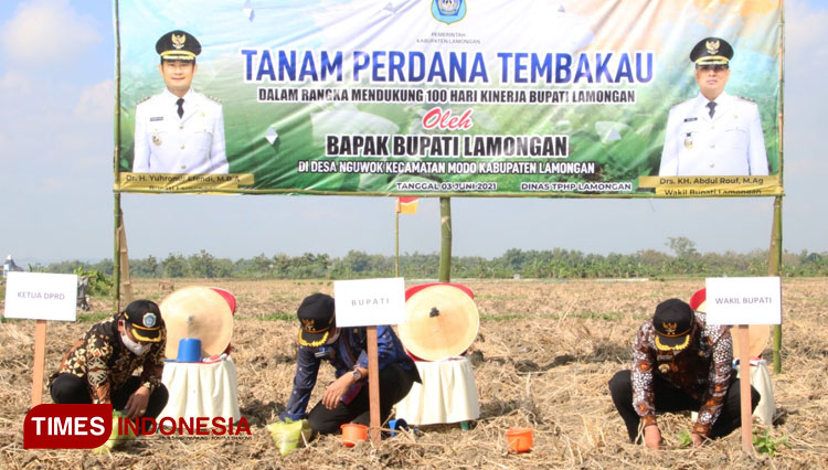 Bupati Lamongan Yuhronur Efendi melakukan penanaman perdana tembakau jenis virginia K326 bersama jajaran forkopimda dan Dinas TPHP Lamongan di Desa Nguwok Kecamatan Modo, Kamis (03/06/2021). (Foto: Prokopim Lamongan for TIMES Indonesia)