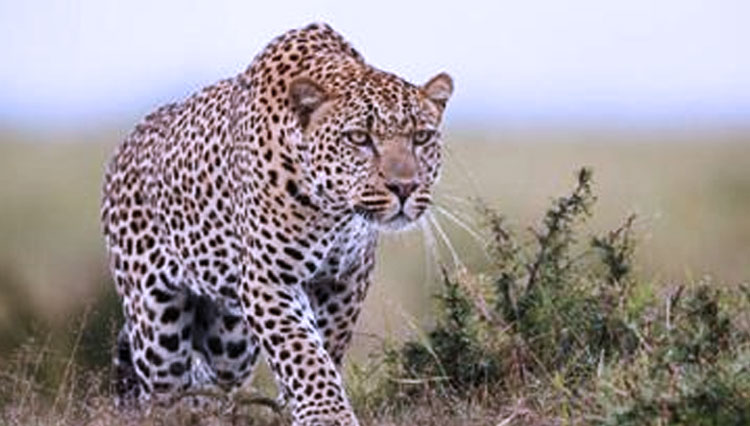 Ilustrasi - Macan Tutul. (FOTO: iStock)