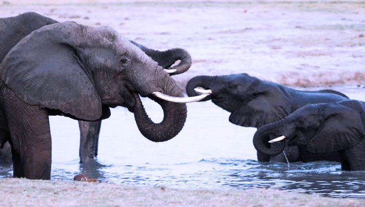 Pihak berwenang memperkirakan lebih dari 100.000 gajah hidup di dalam perbatasan Zimbabwe. (FOTO A: Al Jazeera/Reuters)