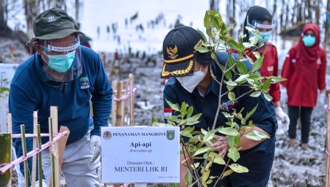 Menteri Lingkungan Hidup dan Kehutanan Republik Indonesia (LHK RI) Siti Nurbaya saat mengikuti program penanaman pohon di wilayah pesisir (Foto: Instagram/Siti Nurbaya)