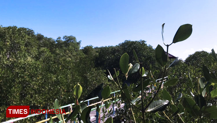 uasana-hutan-mangrove-di-Desa-Lembung-2.jpg