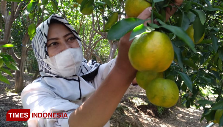 Cukup merogoh kocek Rp 25 ribu perorang sudah bisa menikmati petik jeruk keprok Punten langsung dari kebun. (FOTO: Muhammad Dhani Rahman/TIMES Indonesia)