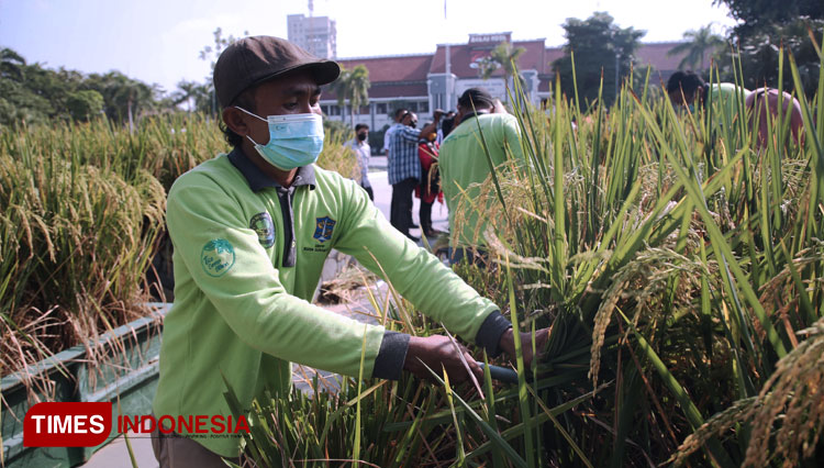 Pegawai DKPP Surabaya memanen padi di halaman Balai Kota Surabaya. (FOTO: Humas Pemkot Surabaya for TIMES Indonesia) 